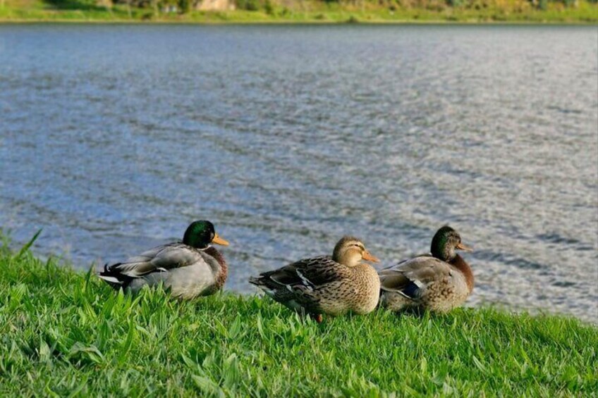 Three ducks on a grassy lakeshore. 3