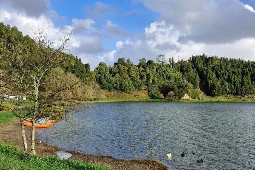 A lake with ducks, a tree, and a forested hillside. 5