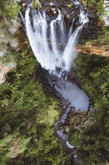 Picture 3 for Activity Gold Coast: Springbrook Waterfalls & Rainforest Private Tour 3