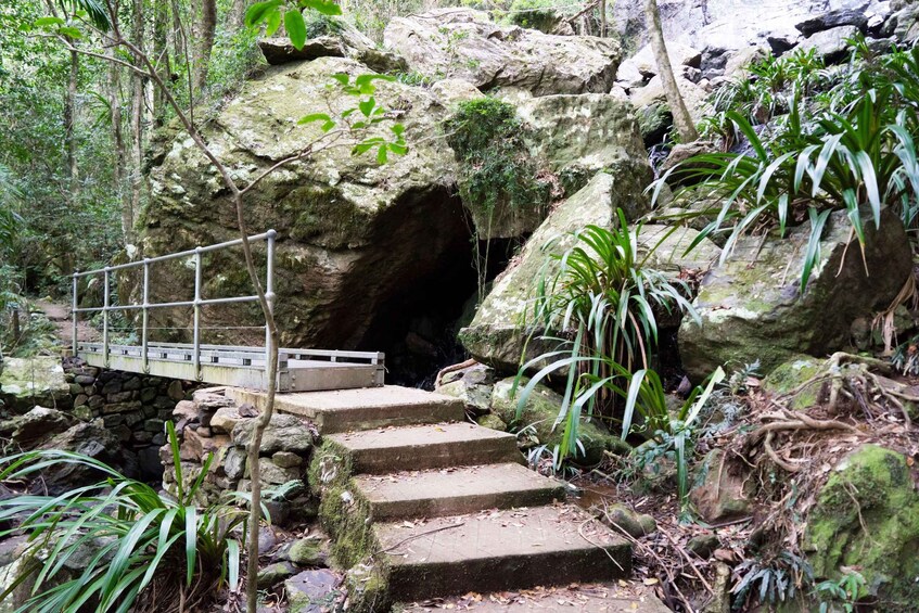 Picture 6 for Activity Gold Coast: Springbrook Waterfalls & Rainforest Private Tour 2