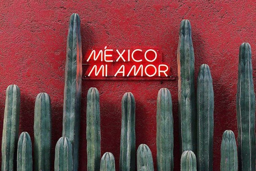 A row of cacti against a red wall with a neon sign that reads 'MÉXICO MI AMOR'. 2