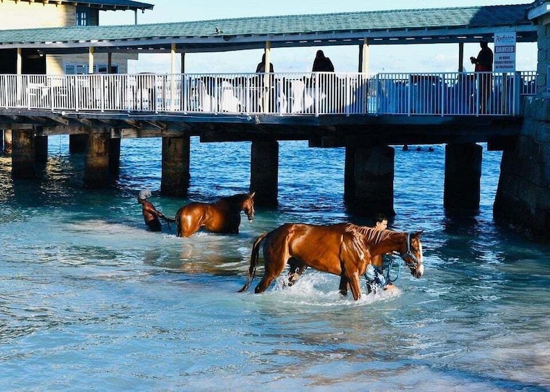Picture 2 for Activity Experience Swimming Horses at Carlisle Bay & the Garrison 3