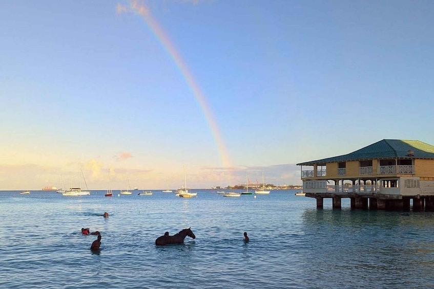 Picture 1 for Activity Experience Swimming Horses at Carlisle Bay & the Garrison 5
