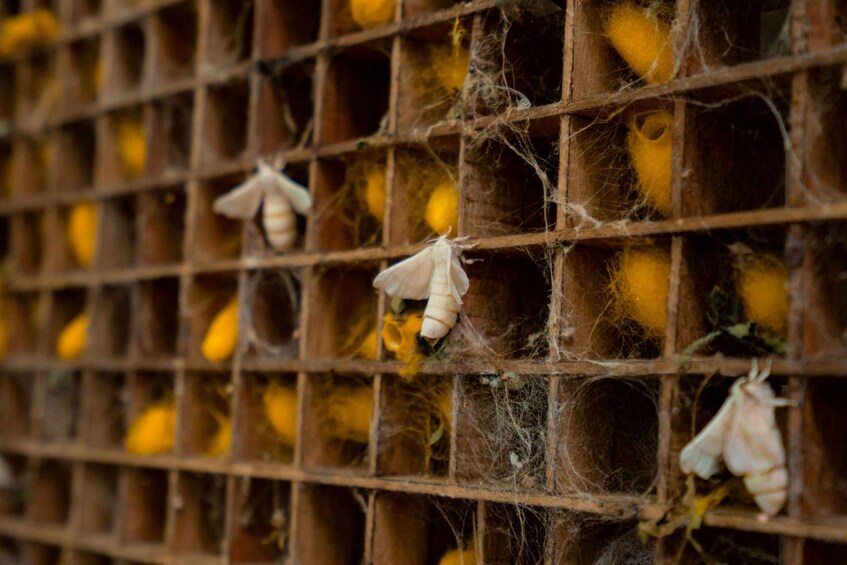 A grid of cages with yellow objects and white moths. 3
