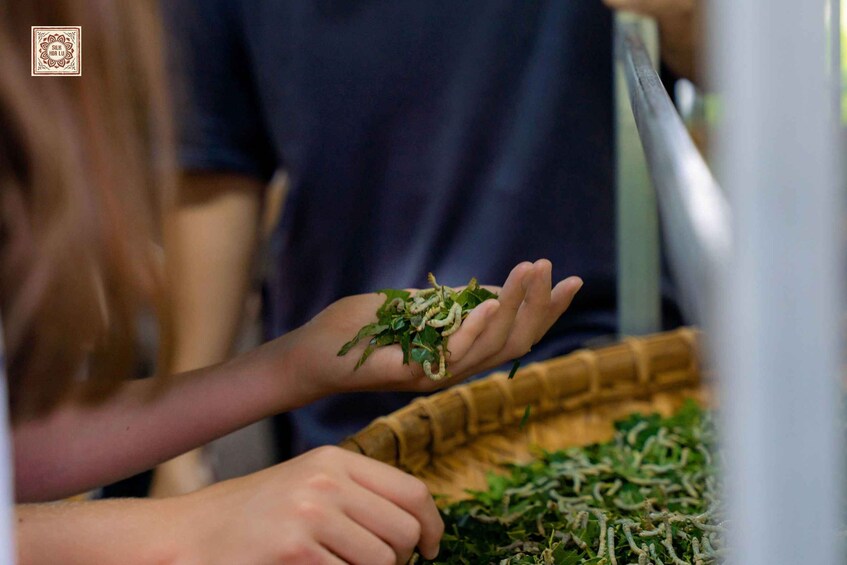 A person holding a bunch of green leaves. 5