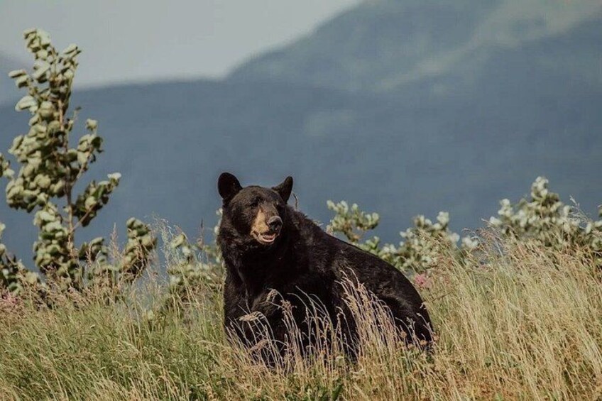 A black bear sitting in a grassy field with mountains in the background. 2