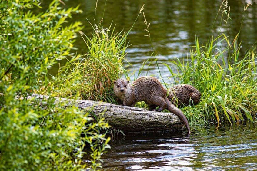 A beaver near water surrounded by greenery. 5