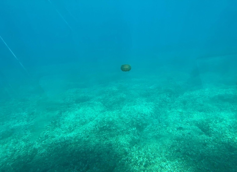 Picture 9 for Activity Poreč: Semi-Submarine Ride with Underwater Views 4
