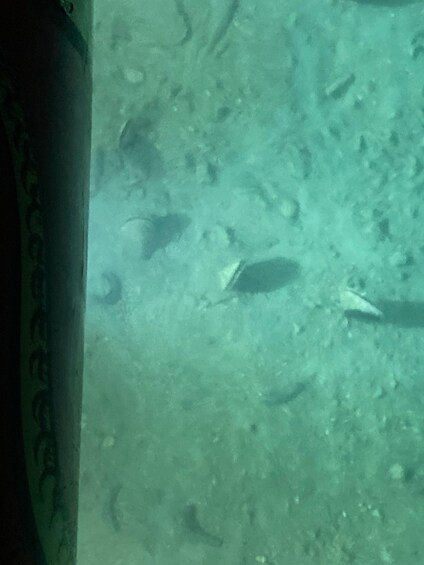 An underwater scene with marine life and a structure. 2