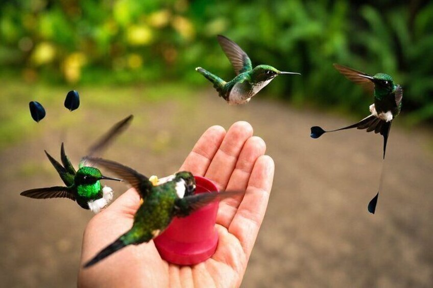 Mindo Cloud Forest Birding and Photography Tour 2