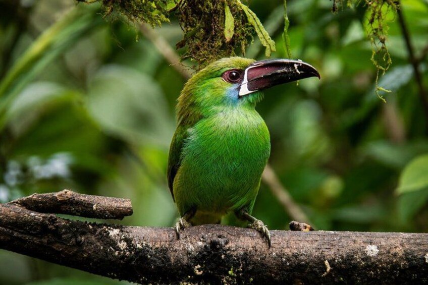 Mindo Cloud Forest Birding and Photography Tour 4