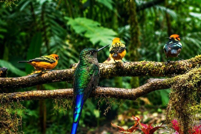 Mindo Cloud Forest Birding and Photography Tour 2