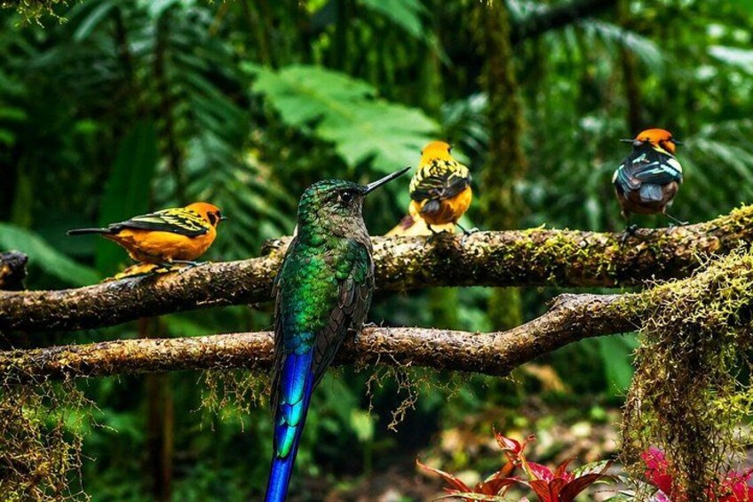 Mindo Cloud Forest Birding and Photography Tour 2