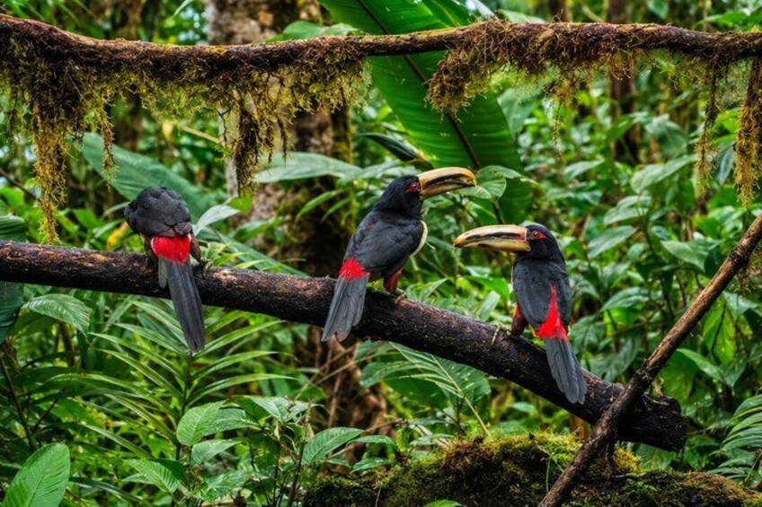 Mindo Cloud Forest Birding and Photography Tour 3
