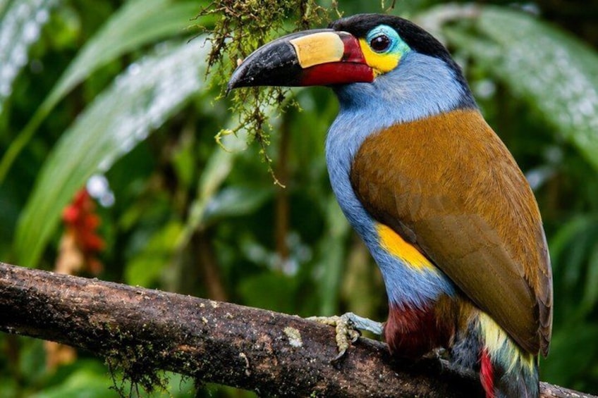Mindo Cloud Forest Birding and Photography Tour 1