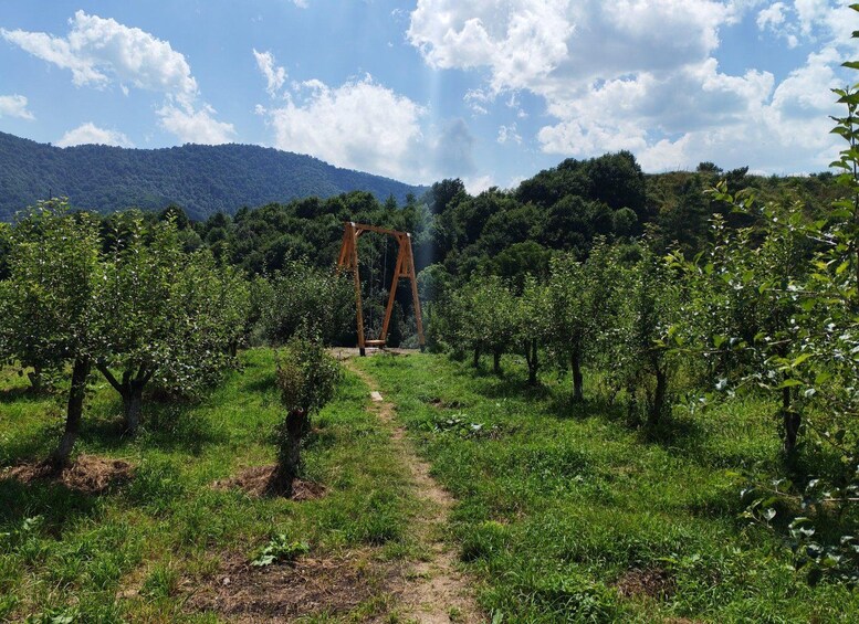 A vineyard with rows of grapevines and a wooden swing set in the middle. 3