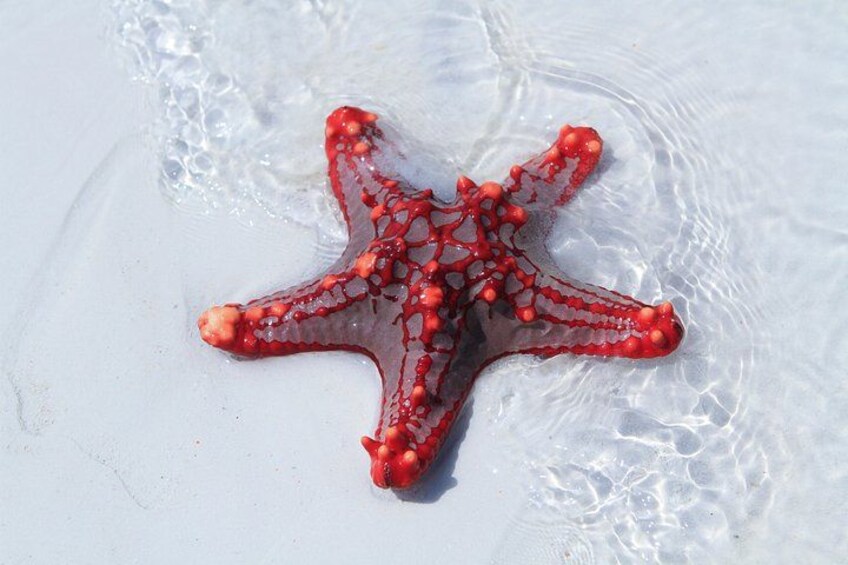 Une étoile de mer rouge sur une plage de sable. 4