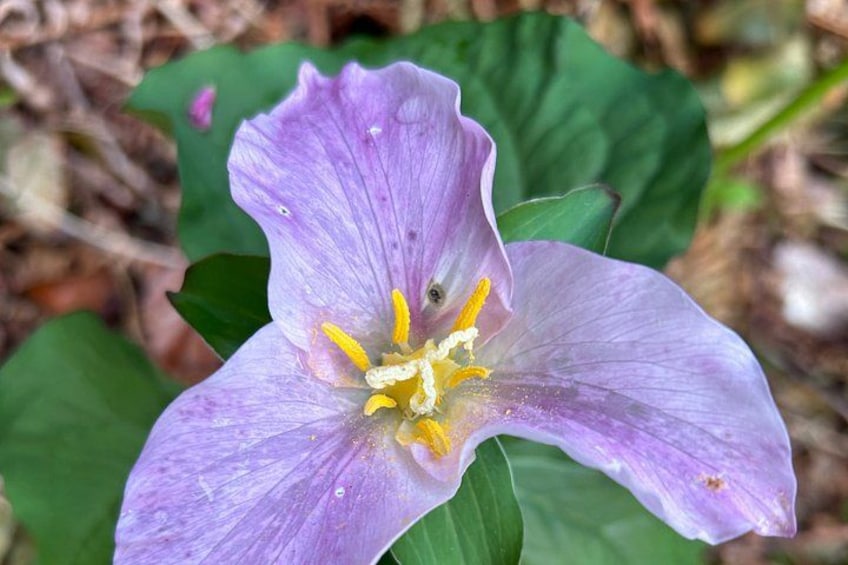 Een paarse bloem met gele stempeldraden en groene bladeren. 1