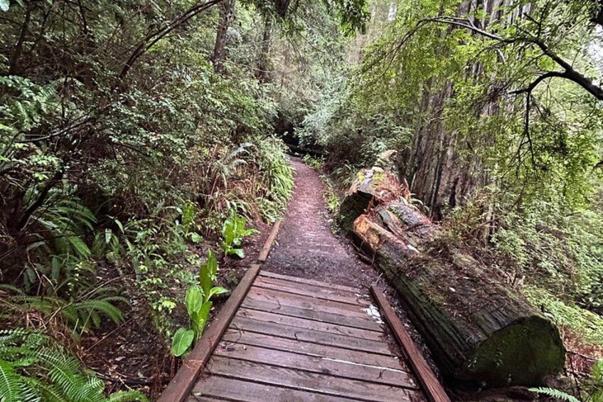 Pasarela de madera que atraviesa un bosque con vegetación densa y un tronco grande a la derecha. 2