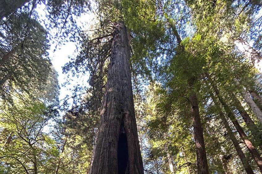 Un árbol alto en un bosque, con la luz del sol filtrándose entre las hojas. 3