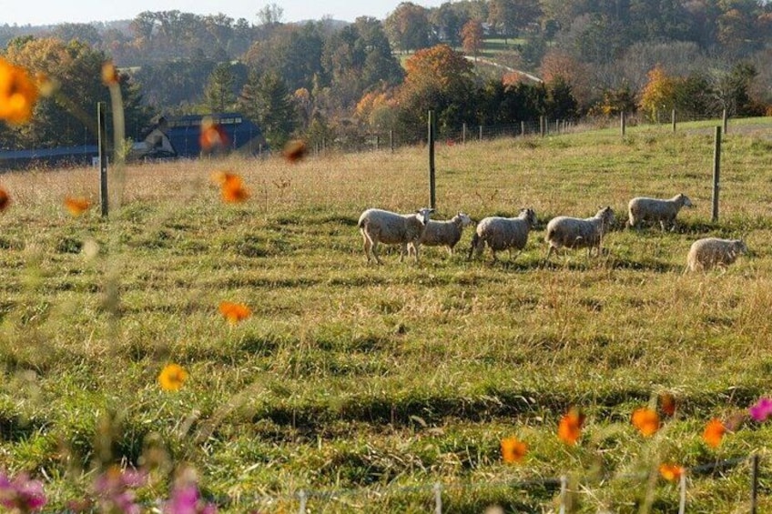 A field with grazing sheep and a fence in the background. 5