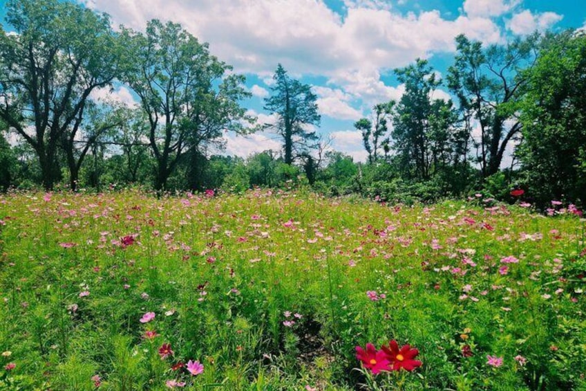 Crozet Virginia Winery and Bike Tour Experience 3