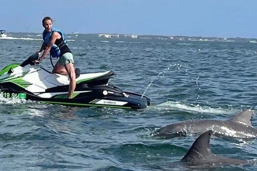 2 Hour Jet Ski Island Dolphin Excursion in Indian Rocks Beach FL 1