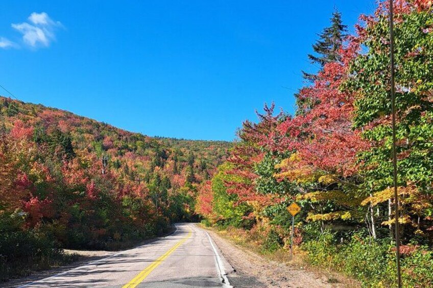 Una carretera bordeada por árboles de colores otoñales, un cielo azul despejado y una señal de tráfico amarilla. 4