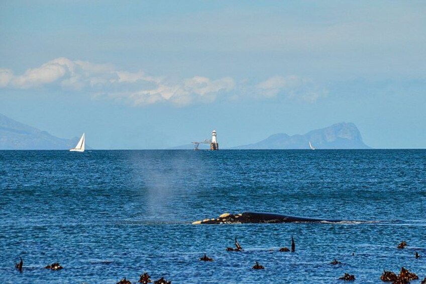 A whale swimming in the ocean with a lighthouse and sailboats in the background. 4