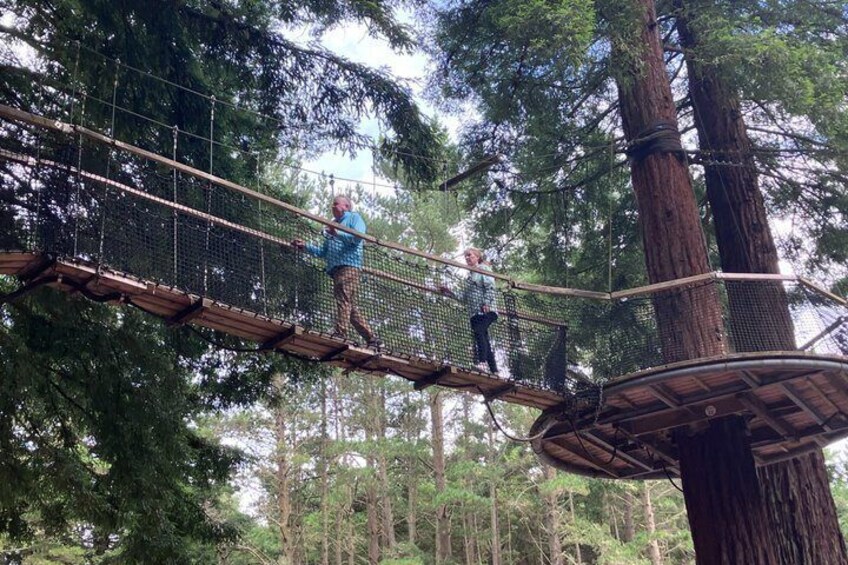 A suspension bridge in a forest with tall trees. 3