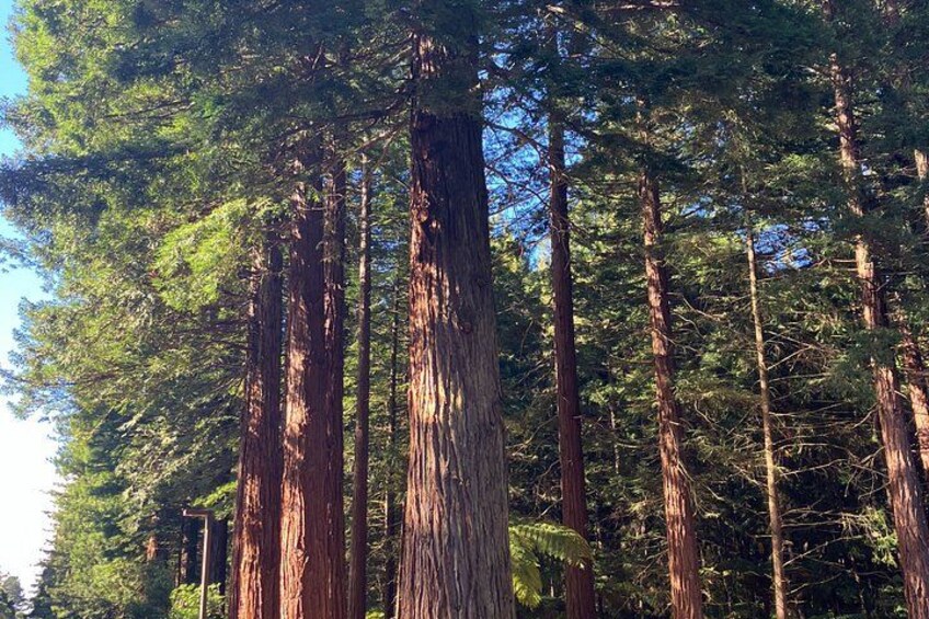 Rotorua Explorer - Lakes Forests and Local Gems 2