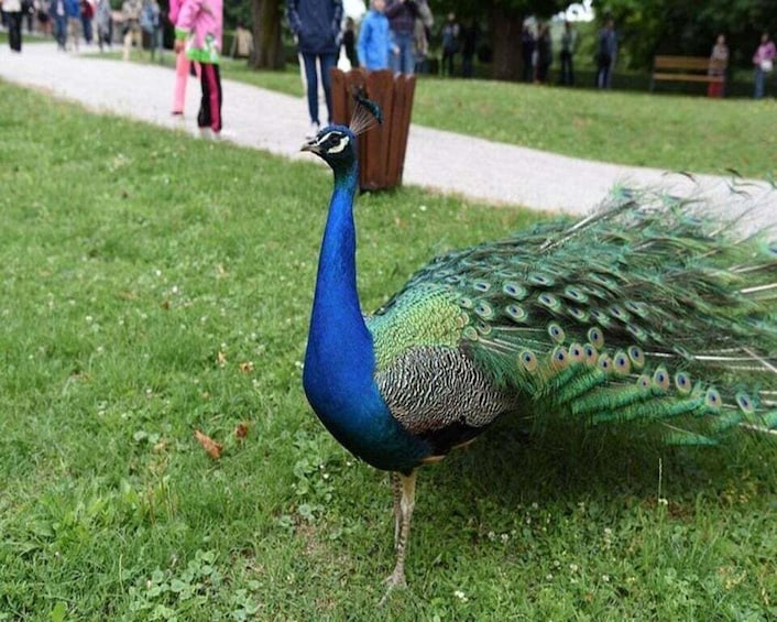 A peacock with a blue head and green body standing on grass. 3
