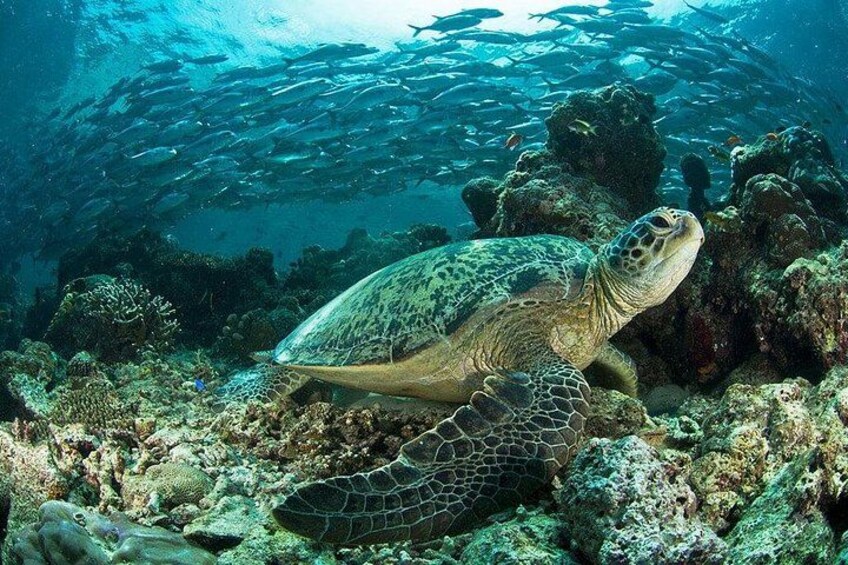 Snorkeling at Caño Island 1
