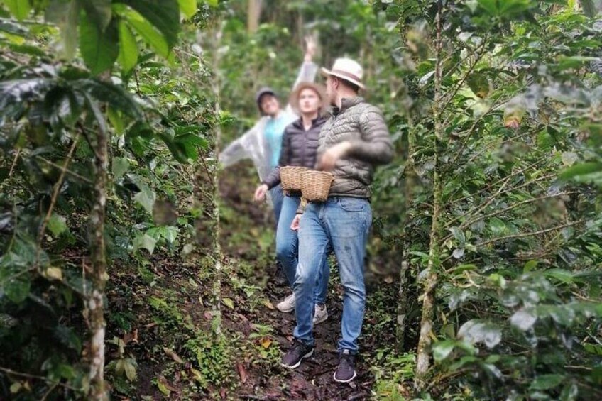 Des personnes se promènent dans une forêt dense, où le feuillage est luxuriant et verdoyant. 5