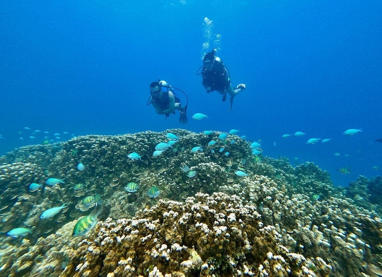 Guam: Guided Scuba Dive at Dogleg Reef & WWII Sites 1