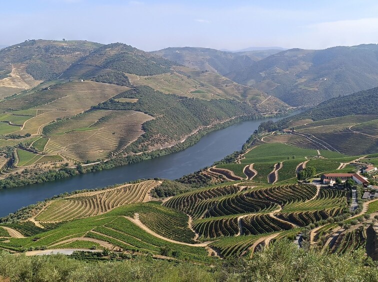 Terraced vineyards along a river in a hilly landscape. 5