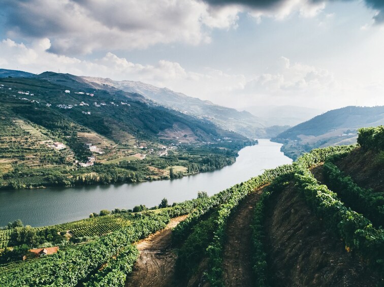 A vineyard landscape with a river and mountains. 1
