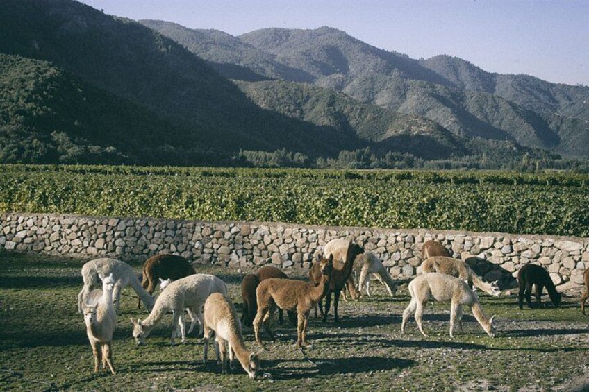 A herd of sheep grazing in a field with mountains in the background. 2