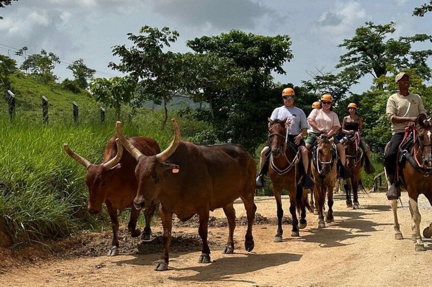VIP Horseback Riding 3