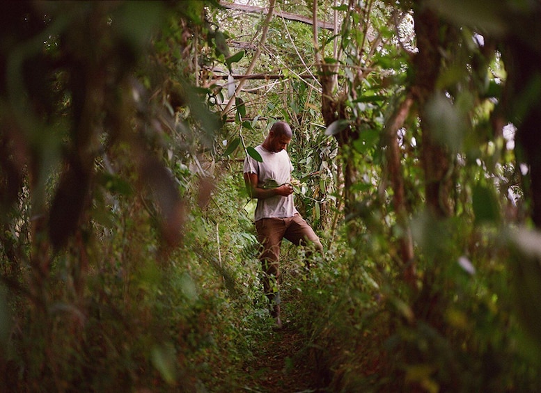 A person walking through a dense, green forest. 5