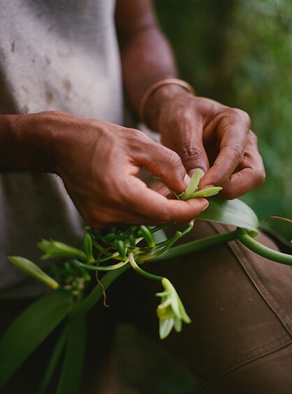 A person handling a plant with green leaves and a long stem. 2