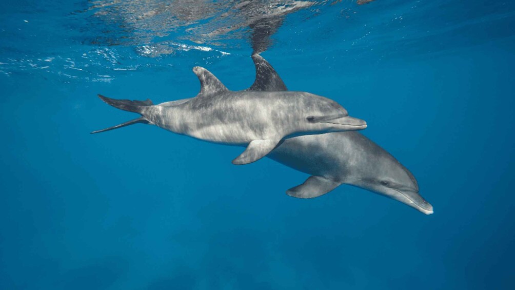 Two dolphins swimming underwater in clear blue water. 2