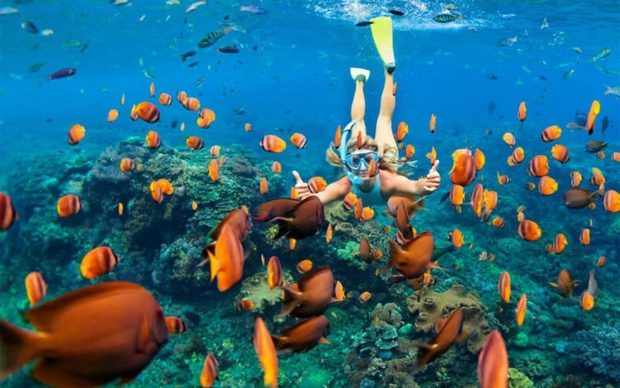 A person snorkeling surrounded by vibrant orange fish in clear blue water. 5