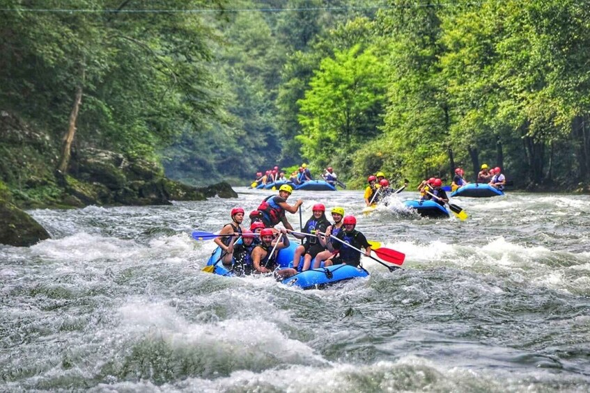 Multiple people in blue inflatable rafts navigating a river surrounded by dense green foliage. 3
