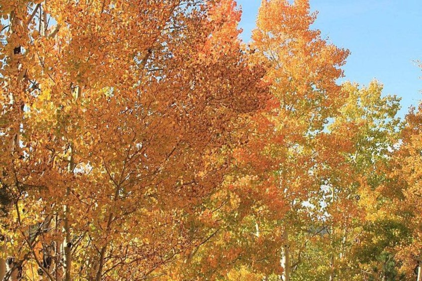 A dense forest with autumn foliage in shades of orange and yellow. 2