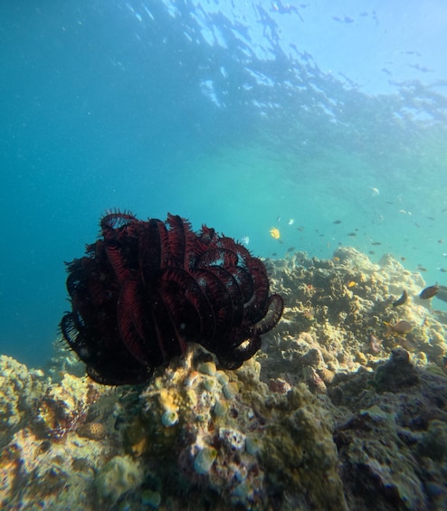 A coral reef with diverse marine life and a large sea anemone. 5