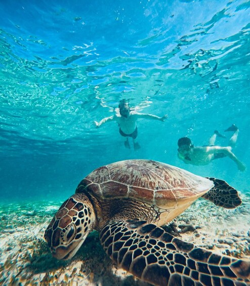 A turtle swimming underwater with two divers in the background. 4