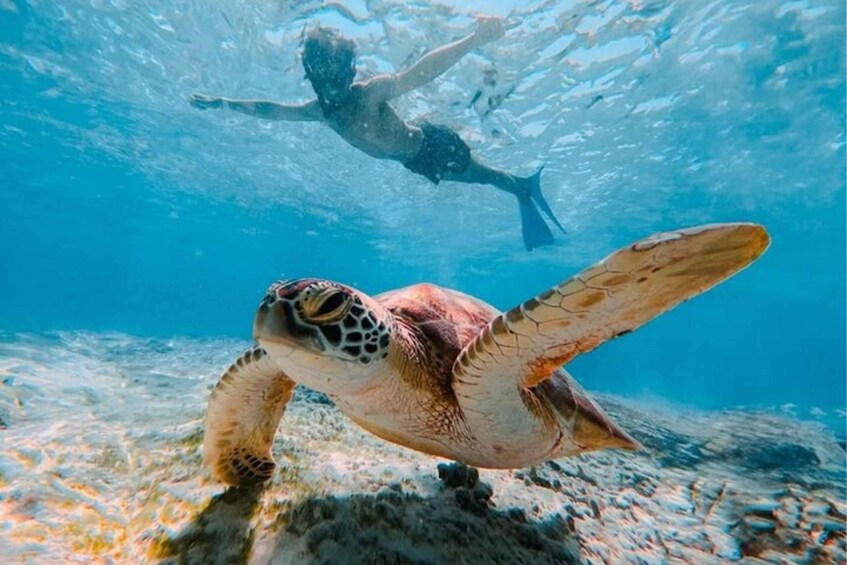 A sea turtle swimming underwater with a diver above. 1