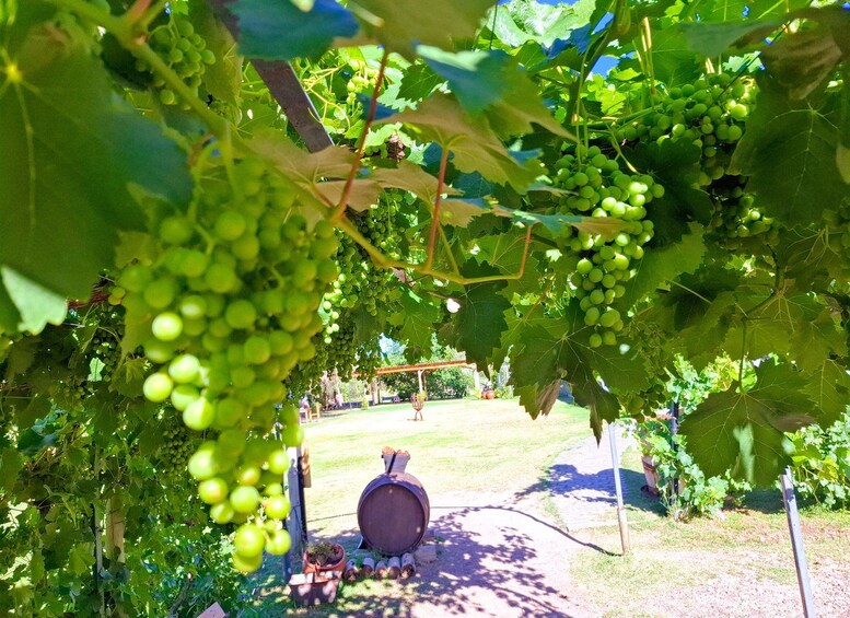 A vineyard with rows of grapevines bearing clusters of green grapes, a wooden barrel, and a garden area with potted plants. 2