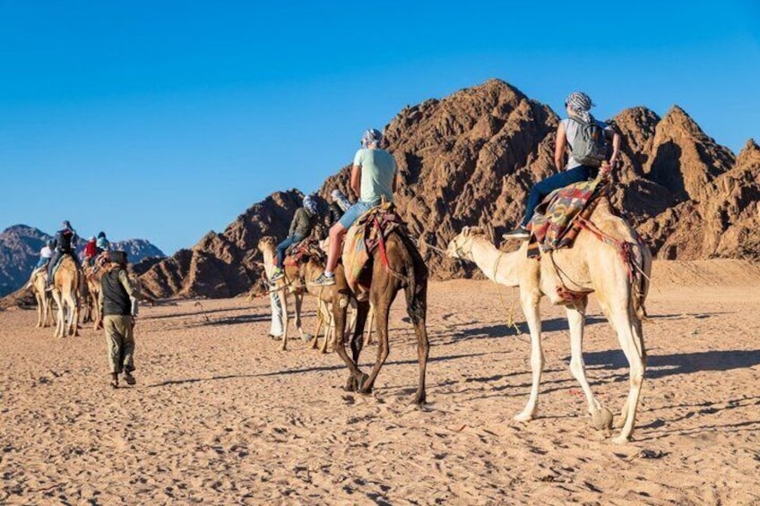 Un gruppo di persone cavalca dromedari in un deserto, con montagne rocciose sullo sfondo. 5